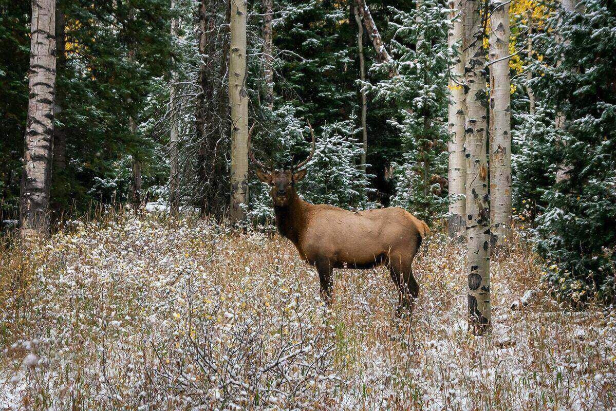 Watching Elk Rut in Durango: Best Spots