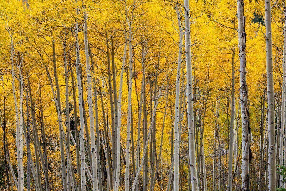 Fall Colors in Durango: Best Spots & Timing