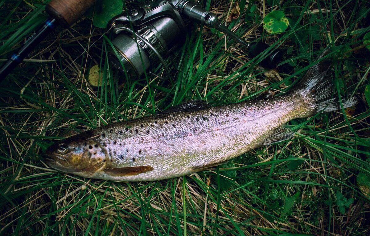 Fly Fishing the Animas River: Beginner's Guide