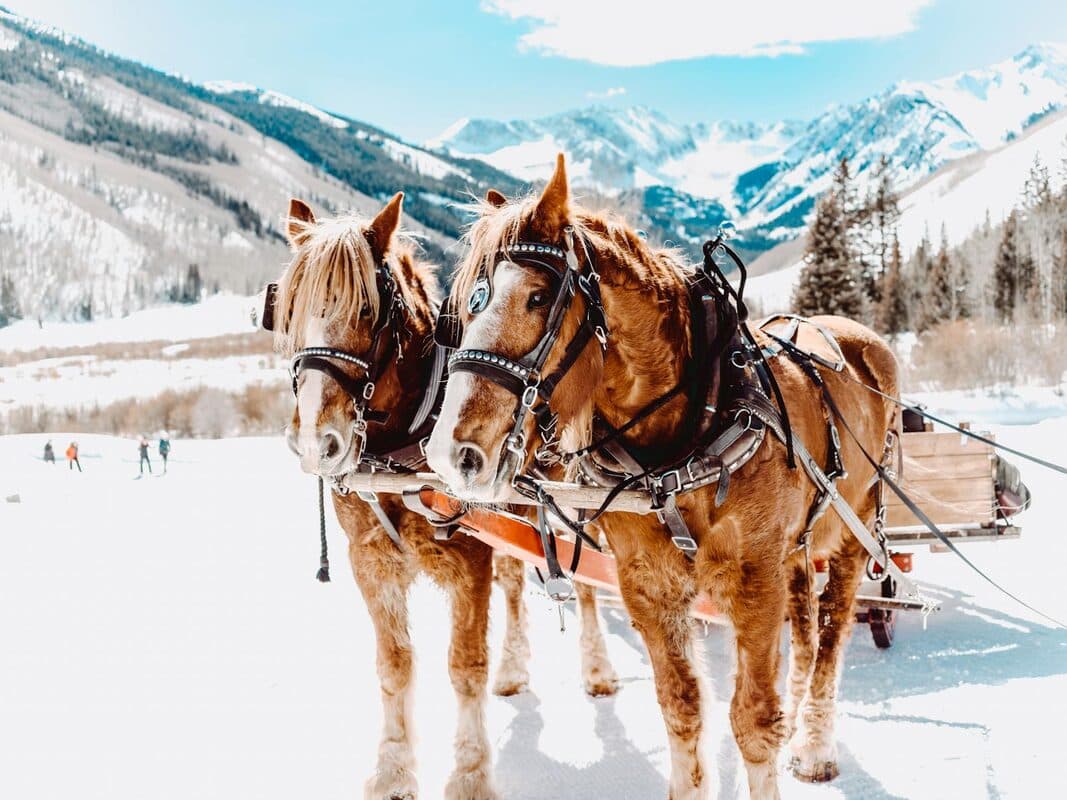 Horseback Riding Near Durango: Trail Guide