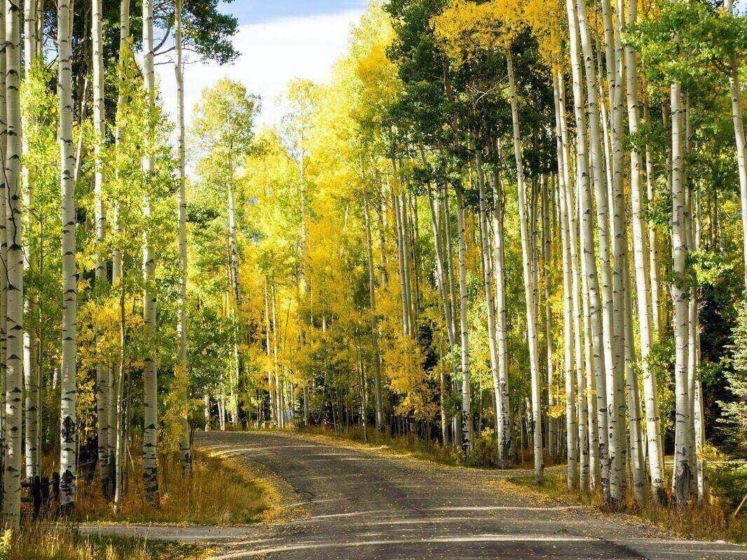 Telluride Day Trip from Durango: Fall Guide